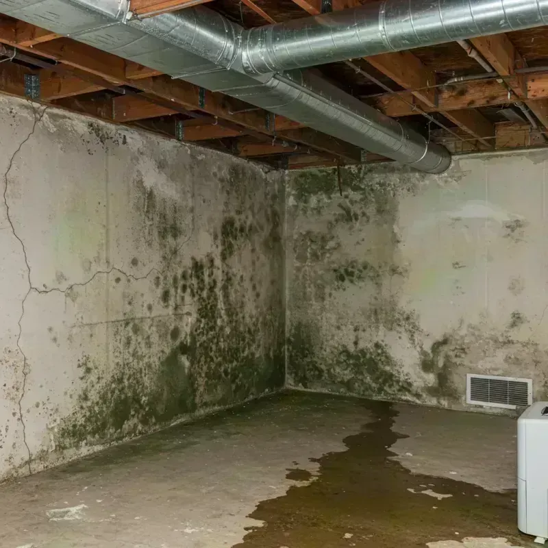 Professional Mold Removal in Los Altos, CA